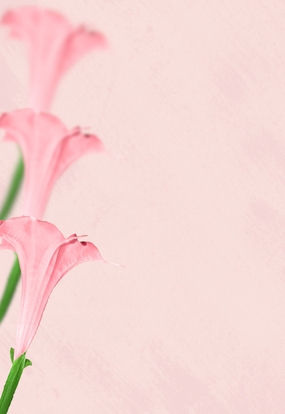 粉色百合花简约背景图片